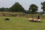 BORDER COLLIE - MOUTONS 013